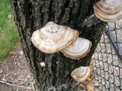 Polyporaceae