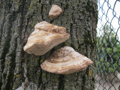 Polyporaceae