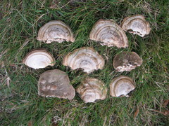 Polyporaceae