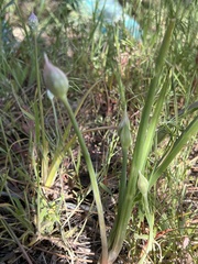 Allium campanulatum