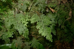 Hymenophyllum scabrum