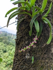 Aerides