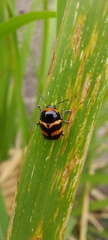 Cryptocephalus trifasciatus