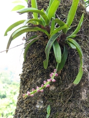 Aerides