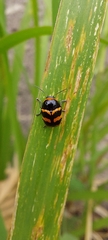 Cryptocephalus trifasciatus