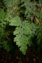 Hymenophyllum scabrum