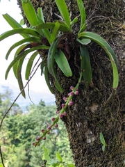 Aerides