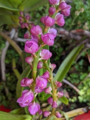 Aerides