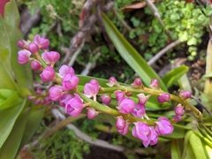 Aerides