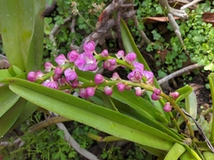 Aerides