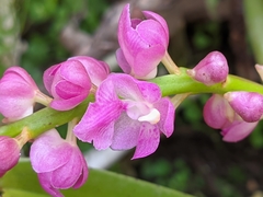 Aerides