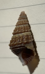 Elimia floridensis