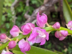 Aerides