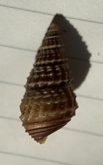 Elimia floridensis