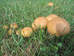 Lacrymaria lacrymabunda