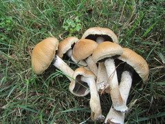 Lacrymaria lacrymabunda