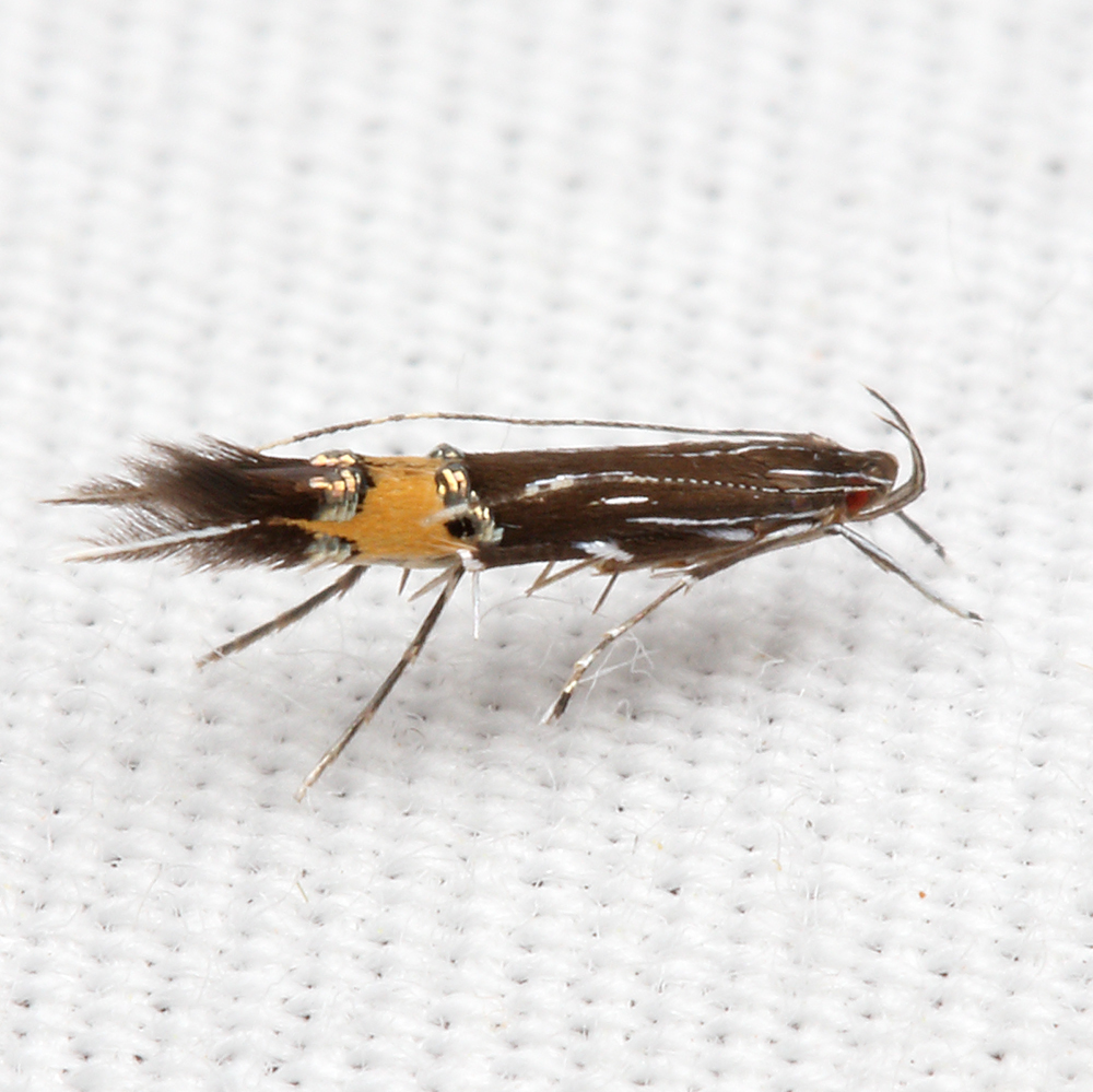 Cosmopterix Lespedezae From Shelby County, Al, Usa On May 15, 2022 At 