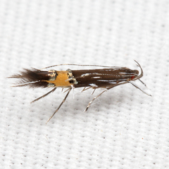Cosmopterix lespedezae