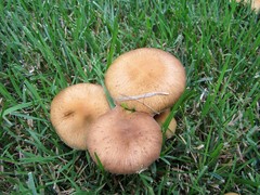 Lacrymaria lacrymabunda