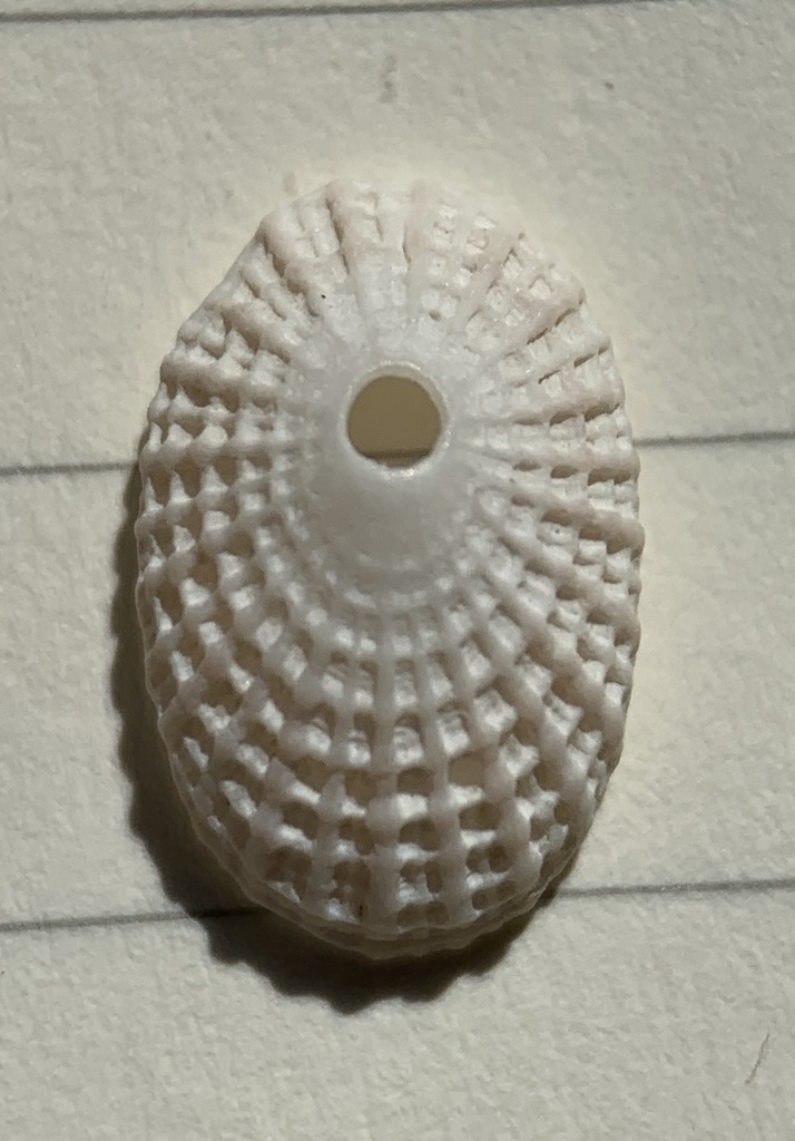 Meta Keyhole Limpet