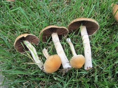 Lacrymaria lacrymabunda