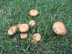 Lacrymaria lacrymabunda