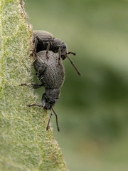 Omias saccatus