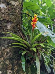 Guzmania donnell-smithii