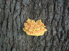 Laetiporus sulphureus