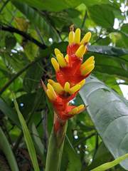 Guzmania donnell-smithii