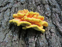 Laetiporus sulphureus