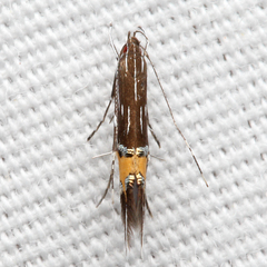 Cosmopterix lespedezae