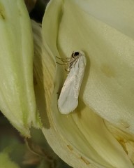 Tegeticula yuccasella