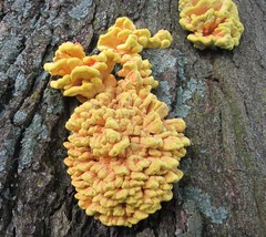 Laetiporus sulphureus