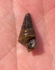 Pleurocera pyrenella