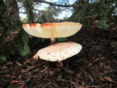 Leucoagaricus americanus
