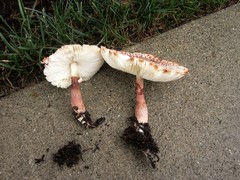 Leucoagaricus americanus