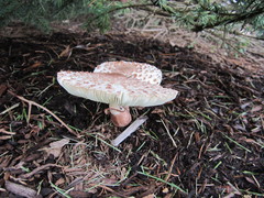 Leucoagaricus americanus