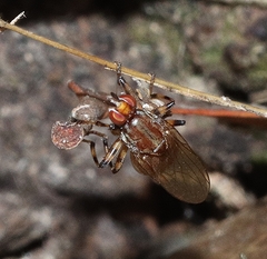 Tapeigaster annulipes