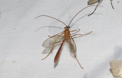 Enicospilus americanus-complex