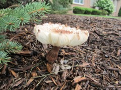 Leucoagaricus americanus