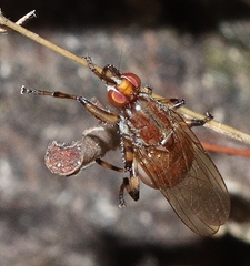 Tapeigaster annulipes