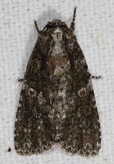 Acronicta afflicta