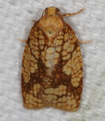 Cenopis ferreana