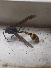 Phimenes flavopictus blanchardi