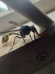 Phimenes flavopictus blanchardi