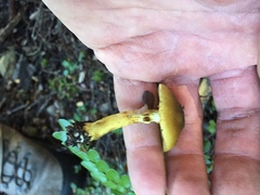 Cortinarius alienatus