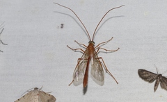 Enicospilus americanus-complex