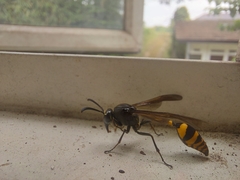 Phimenes flavopictus blanchardi