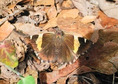 Thorybes pseudocellus